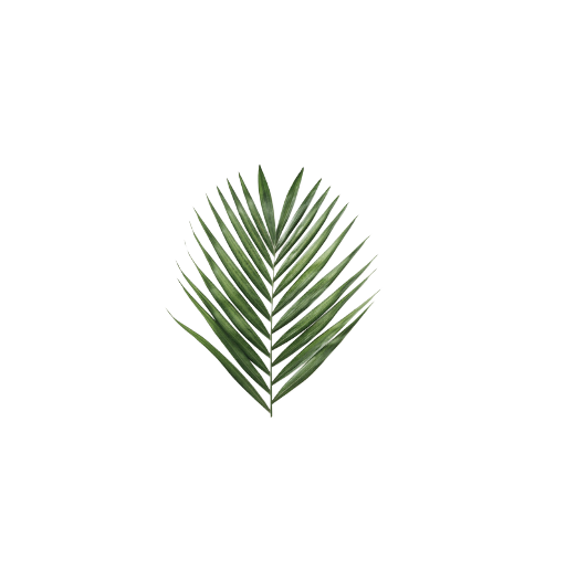 Palma „Zachodnia”