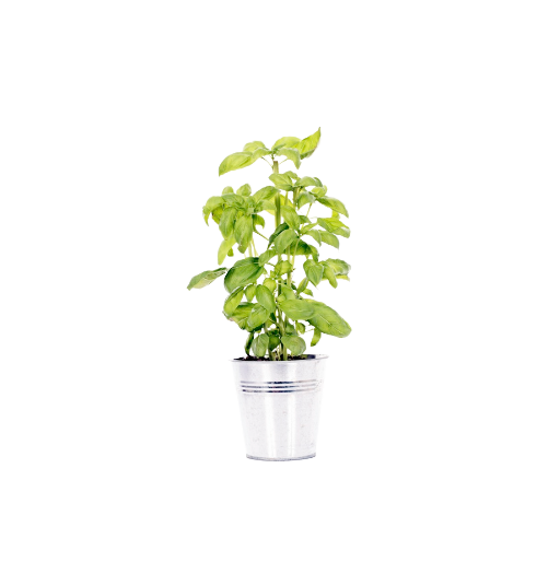 Świeża bazylia w doniczce